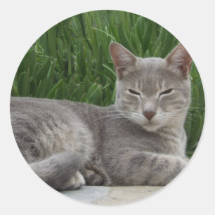 Etiquetas cinzentas do gato