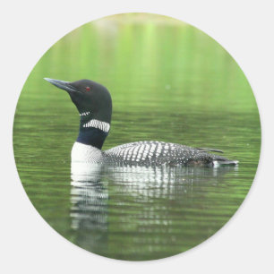 Etiquetas comuns alertas do mergulhão-do-norte