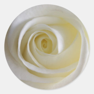 Etiquetas cor-de-rosa branco-amareladas