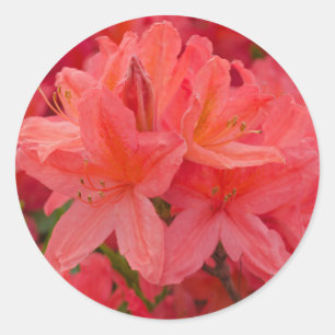 Etiquetas cor-de-rosa da flor do rododendro