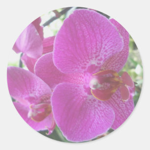 Etiquetas cor-de-rosa da orquídea