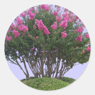 Etiquetas cor-de-rosa do monte de Myrtle de Crape