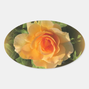 Etiquetas cor-de-rosa do perfume do mel