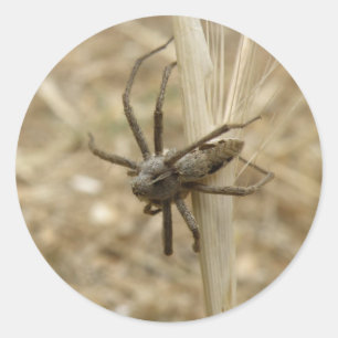 Etiquetas da aranha do inseto rastejador