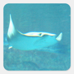 Etiquetas da arraia-lixa