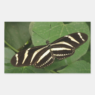 Etiquetas da borboleta de Longwing da zebra