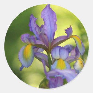 Etiquetas da flor da íris