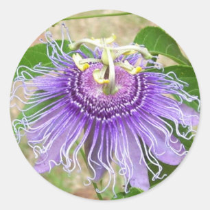 Etiquetas da flor da paixão