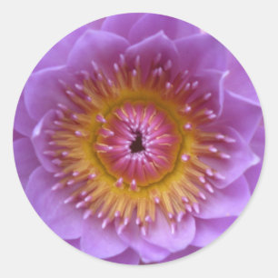 Etiquetas da flor de Lotus