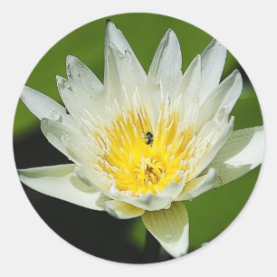 Etiquetas da flor e da abelha do lírio de água