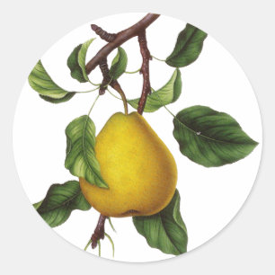 Etiquetas da fruta do vintage