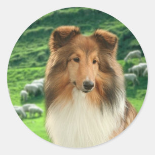 Etiquetas da ligação #2 de Shelties
