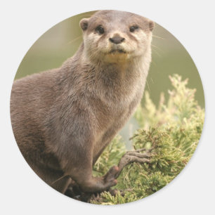 Etiquetas da lontra