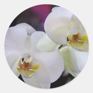 Etiquetas da orquídea