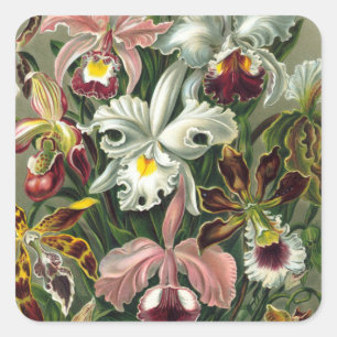 Etiquetas da orquídea do vintage