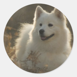 Etiquetas da raça do cão do Samoyed