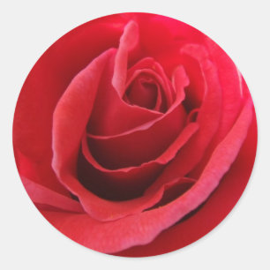 Etiquetas da rosa vermelha