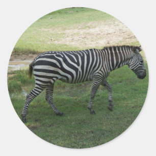 Etiquetas da zebra