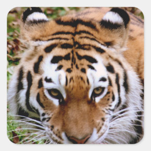 Etiquetas das marcações do tigre