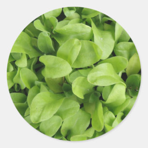 Etiquetas das plântulas do cravo-de-defunto