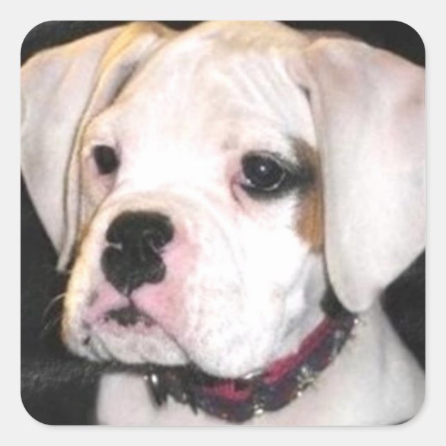 Etiquetas de cachorrinho branco (Frente)