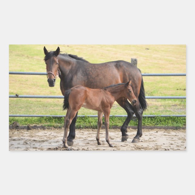 Etiquetas de cavalos (Frente)