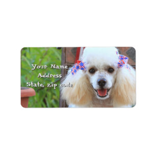 Etiquetas de endereço de cachorro do Toy Poodle