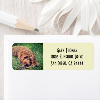 Etiquetas de Endereço de Retorno Golden Doodle