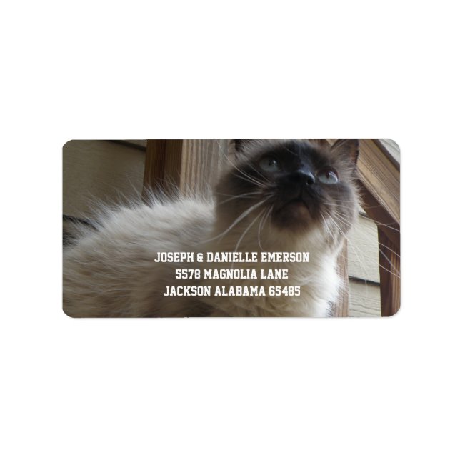 Etiquetas de endereço do Gatinho siamês (Frente)