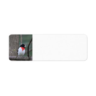 Etiquetas de endereço do Grosbeak de cor vermelha