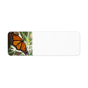 Etiquetas de endereço do remetente da borboleta d