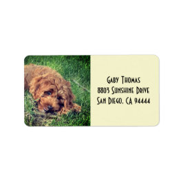 Etiquetas de Endereço Golden Doodle