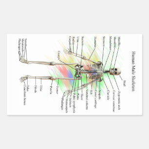 Etiquetas de esqueleto masculinas humanas