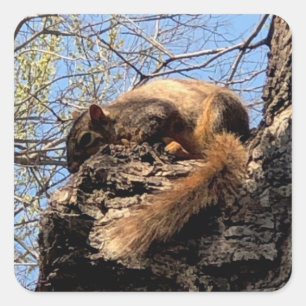 Etiquetas de esquilo