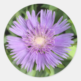 Etiquetas de estacas (Stokesia laevis)