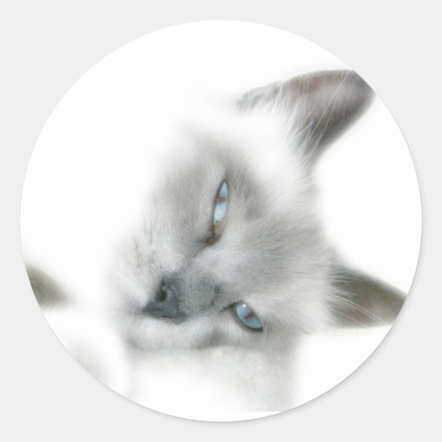 Etiquetas de gato (Frente)