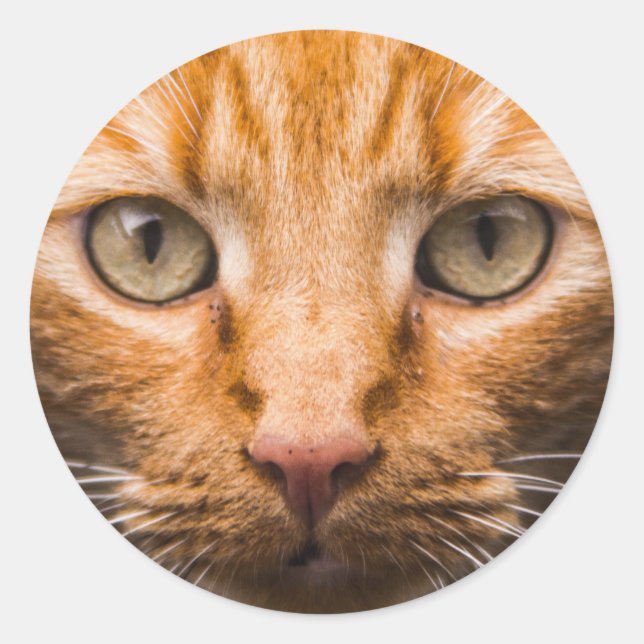 Etiquetas de gato estrelado (Frente)