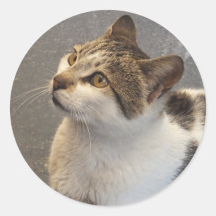 Etiquetas de gato personalizadas