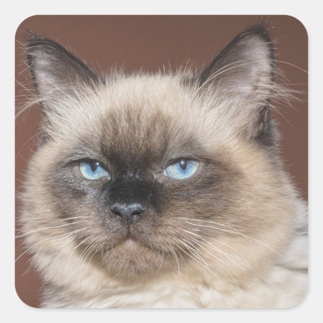 Etiquetas de gato siamês (Frente)