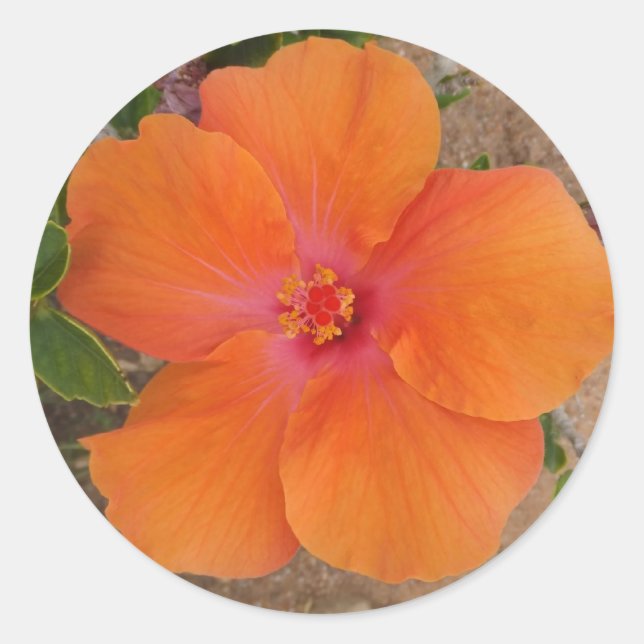 Etiquetas de Hibiscus Laranja (Frente)
