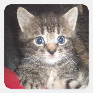 Etiquetas de Kitten Surpresas