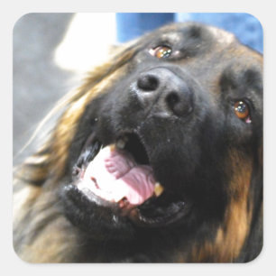 Etiquetas de Leonberger