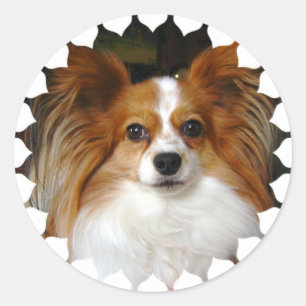 Etiquetas de Papillon