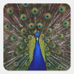 Etiquetas de Peacock Ortoadas