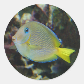 Etiquetas de peixe amarelas e azuis