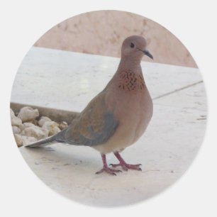 Etiquetas de pombo