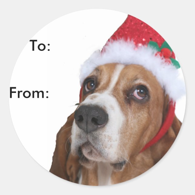 Etiquetas de presentes de Beagle Puppy (Frente)