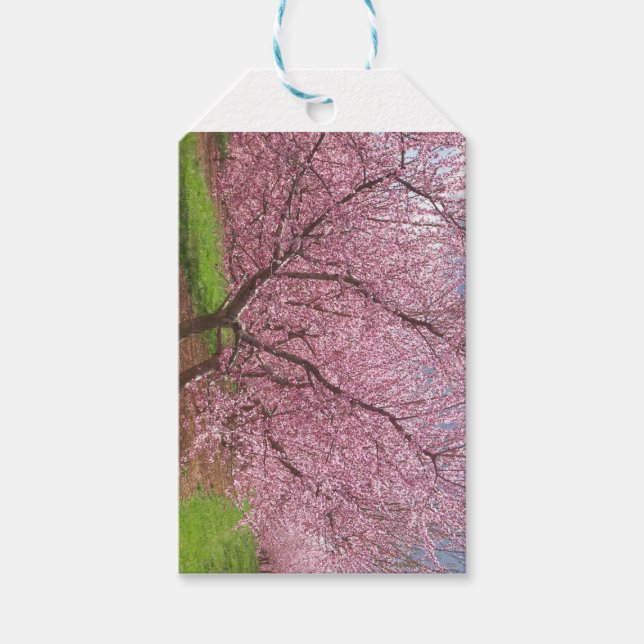 Etiquetas de presentes do Peach Blossom (Frente)