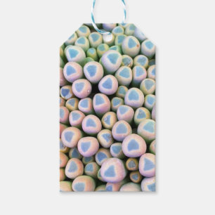 Etiquetas de presentes suculentas nos dedos dos be