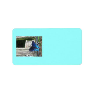 Etiquetas de repouso da borboleta azul